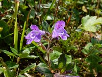 Clinopodium alpinum 13, Saxifraga-Ed Stikvoort