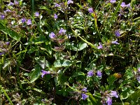 Clinopodium alpinum 14, Saxifraga-Ed Stikvoort