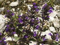 Clinopodium alpinum 2, Saxifraga-Jan van der Straaten
