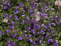 Clinopodium alpinum 8, Saxifraga-Willem van Kruijsbergen