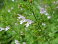 Clinopodium menthifolium