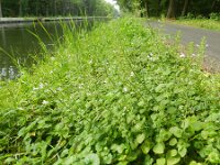Clinopodium menthifolium 3, Bergsteentijm, Saxifraga-Rutger Barendse