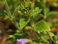 Clinopodium menthifolium 5, Bergsteentijm, Saxifraga-Ed Stikvoort
