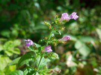 Clinopodium menthifolium 6, Bergsteentijm, Saxifraga-Ed Stikvoort