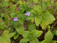 Clinopodium menthifolium 7, Bergsteentijm, Saxifraga-Ed Stikvoort