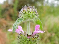 Clinopodium vulgare 10, Borstelkrans, Saxifraga-Rutger Barendse