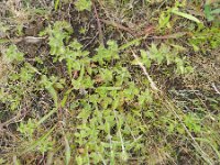 Clinopodium vulgare 13, Borstelkrans, Saxifraga-Rutger Barendse