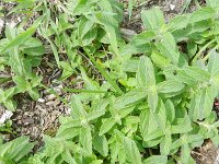 Clinopodium vulgare 14, Borstelkrans, Saxifraga-Rutger Barendse