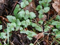 Clinopodium vulgare 15, Borstelkrans, Saxifraga-Rutger Barendse