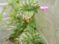 Clinopodium vulgare 16, Borstelkrans, Saxifraga-Rutger Barendse