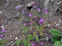 Clinopodium vulgare 19, Borstelkrans, Saxifraga-Ed Stikvoort