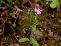 Clinopodium vulgare 26, Borstelkrans, Saxifraga-Ed Stikvoort
