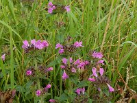 Clinopodium vulgare 27, Borstelkrans, Saxifraga-Ed Stikvoort : Millingerwaard