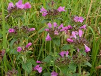 Clinopodium vulgare 28, Borstelkrans, Saxifraga-Ed Stikvoort : Millingerwaard