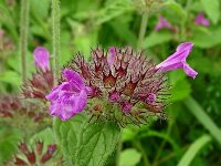 Clinopodium vulgare 34, Borstelkrans, Saxifraga-Hans Grotenhuis