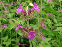 Clinopodium vulgare 35, Borstelkrans, Saxifraga-Hans Grotenhuis