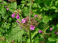 Clinopodium vulgare 39, Borstelkrans, Saxifraga-Hans Grotenhuis