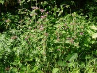 Clinopodium vulgare 41, Borstelkrans, Saxifraga-Hans Grotenhuis