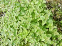 Clinopodium vulgare 8, Borstelkrans, Saxifraga-Rutger Barendse