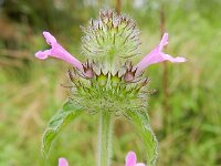 Clinopodium vulgare 9, Borstelkrans, Saxifraga-Rutger Barendse