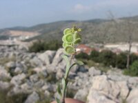 Clypeola jonthlaspi 2, Saxifraga-Jasenka Topic