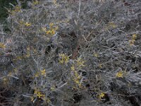 Cneorum pulverulentum