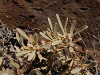 Cneorum pulverulentum 11, Saxifraga-Ed Stikvoort