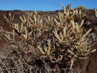Cneorum pulverulentum 2, Saxifraga-Ed Stikvoort