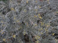 Cneorum pulverulentum 3, Saxifraga-Ed Stikvoort
