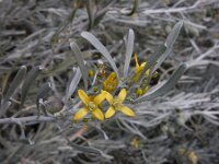 Cneorum pulverulentum 5, Saxifraga-Ed Stikvoort