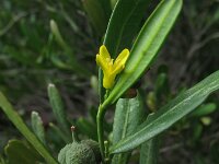 Cneorum tricoccum
