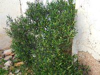 Cneorum tricoccum 5, Saxifraga-Ed Stikvoort