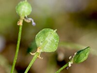 Cochlearia acaulis 2, Saxifraga-Sonja Bouwman