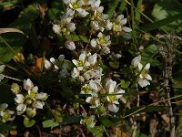 Cochlearia danica, Danish Scurvygrass