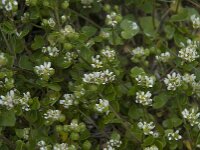 Cochlearia danica 12, Deens lepelblad, Saxifraga-Willem van Kruijsbergen