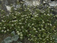 Cochlearia danica 13, Deens lepelblad, Saxifraga-Willem van Kruijsbergen