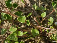 Cochlearia danica 19, Deens lepelblad, Saxifraga-Rutger Barendse