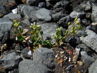 Cochlearia danica 21, Deens lepelblad, Saxifraga-Ed Stikvoort