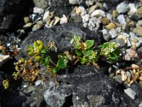 Cochlearia danica 24, Deens lepelblad, Saxifraga-Ed Stikvoort