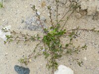 Cochlearia danica 25, Deens lepelblad, Saxifraga-Rutger Barendse