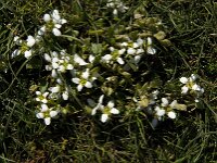 Cochlearia danica 27, Deens lepelblad, Saxifraga-Jan van der Straaten