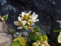 Cochlearia danica 29, Deens lepelblad, Saxifraga-Ed Stikvoort