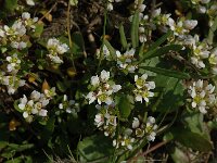 Cochlearia danica 3, Deens lepelblad, Saxifraga-Jan van der Straaten