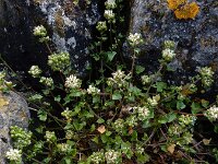 Cochlearia danica 30, Deens lepelblad, Saxifraga-Ed Stikvoort