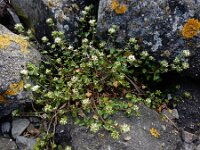 Cochlearia danica 31, Deens lepelblad, Saxifraga-Ed Stikvoort