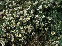 Cochlearia danica 4, Deens lepelblad, Saxifraga-Piet Zomerdijk