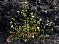 Cochlearia danica 7, Deens lepelblad, Saxifraga-Ed Stikvoort