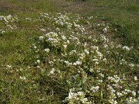 Cochlearia danica 9, Deens lepelblad, Saxifraga-Jan van der Straaten