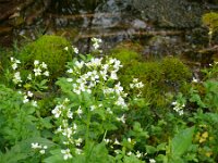 Cochlearia officinalis 33, Echt lepelblad, Saxifraga-Hans Grotenhuis