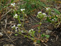 Cochlearia officinalis ssp officinalis 12, Echt lepelblad, Saxifraga-Ed Stikvoort